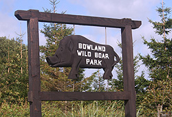 Bowland Wild Boar Park