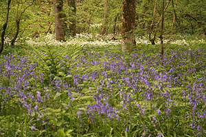 Wildflowers Caldervale