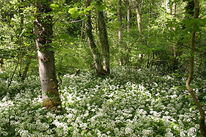 Wildlife Holiday Forest of Bowland.