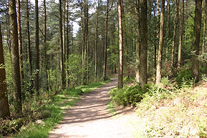 Walking Beacon Fell Country Park